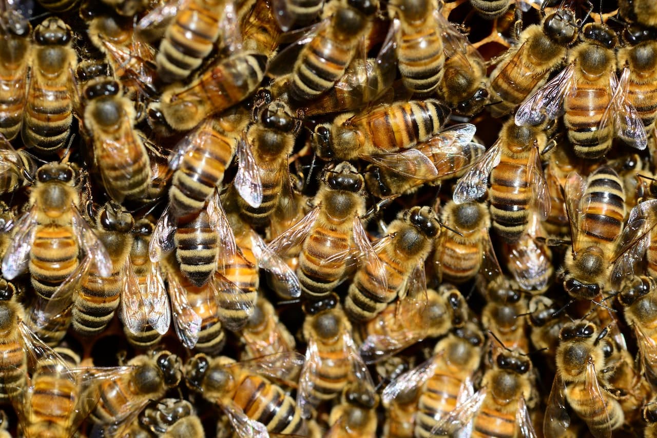 Many bees